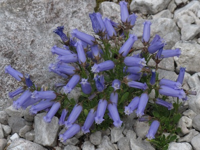 Zois' Bellflower