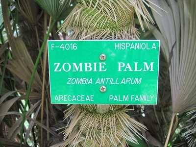 Zombie Palm