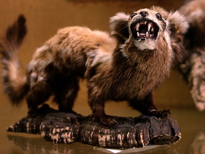 Zorilla