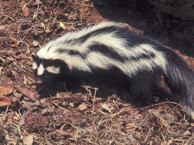Zorilla