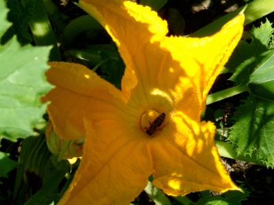 Zucchini flower