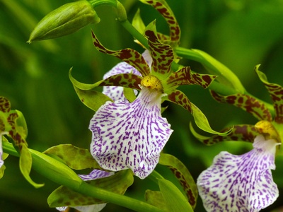 Zygopetalum orchid
