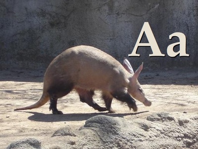 Aardvark