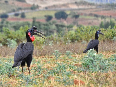 Abyssinian Ground Hornbill