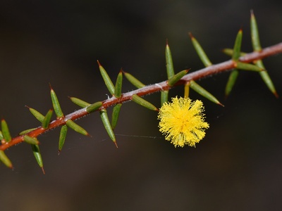 Acacia