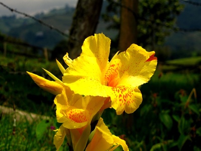 Achira (canna)