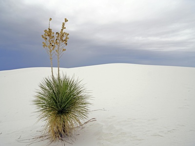 Adam's-Needle (Yucca)