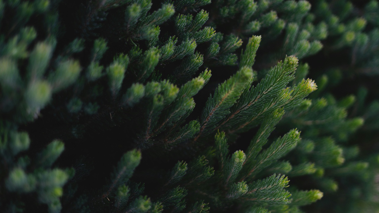 Close-up of sticky resin on a conifer bark