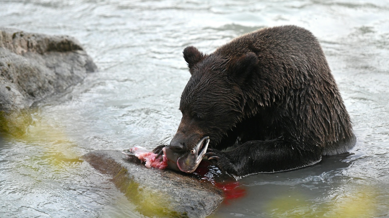Brown bear catching salmon and other omnivore feeding adaptations