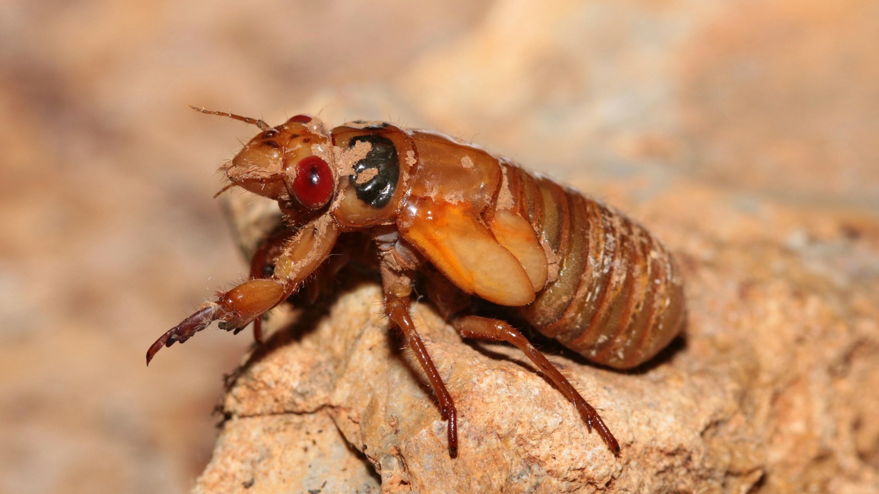 Cockroach squeezing through a small crack in a wall