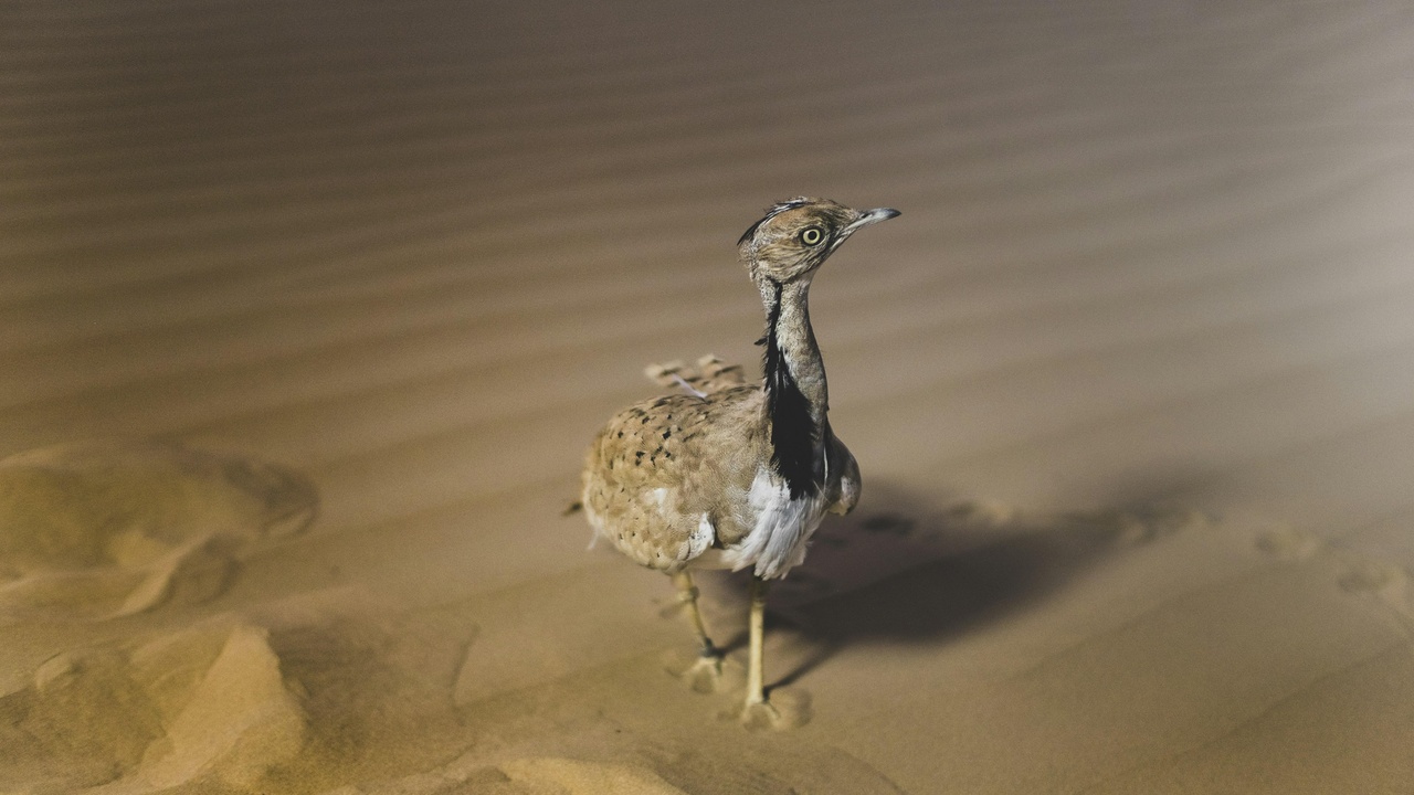 Dromedary camel in Kuwait desert illustrating desert animal adaptations