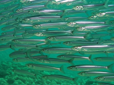 Adriatic anchovy