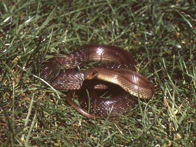 Aesculapian Snake