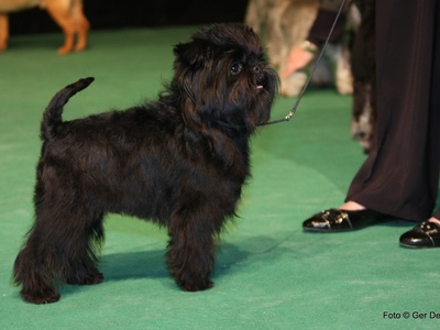 Affenpinscher