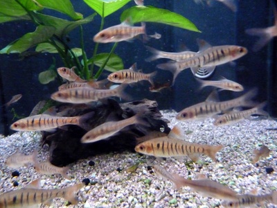 African Banded Barb