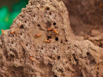 African Big-headed Ant