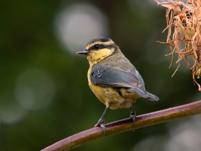African Blue Tit