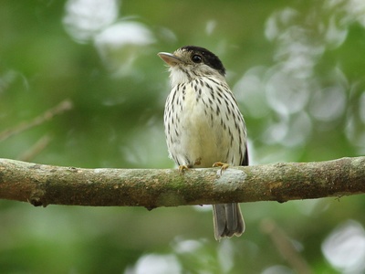 African Broadbill