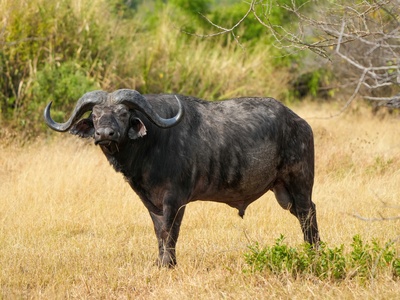 African buffalo