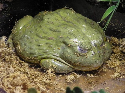 African bullfrog