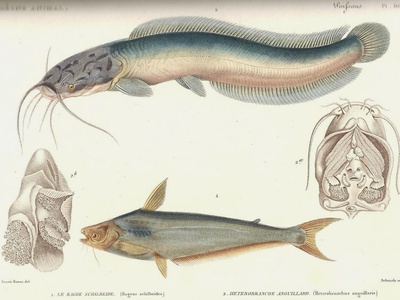 African Butter Catfish