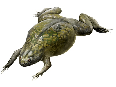African clawed frog