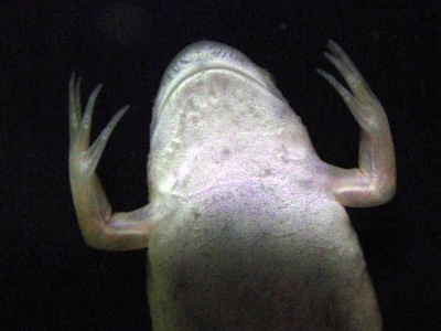 African clawed frog
