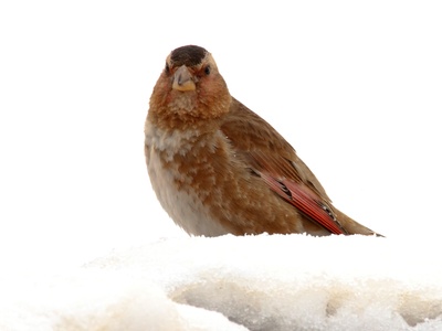 African Crimson-winged Finch
