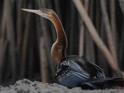 African darter
