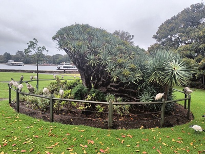 African Dragon's Blood Tree