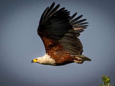 African Fish Eagle