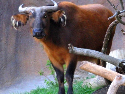 African Forest Buffalo