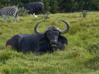 African forest buffalo