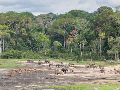 African Forest Elephant