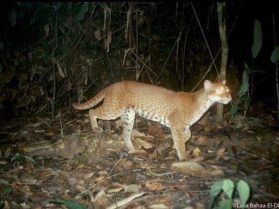 African golden cat