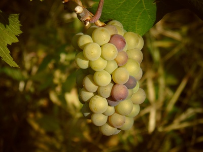 African grape