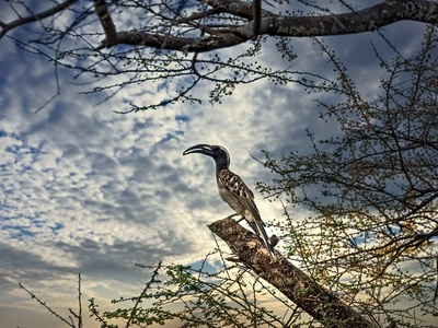 African Grey Hornbill