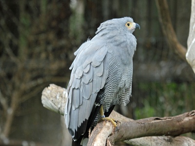 African Harrier-Hawk