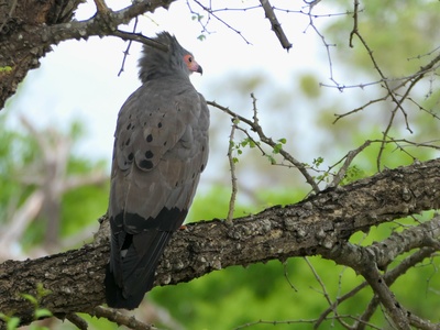 African Harrier-Hawk
