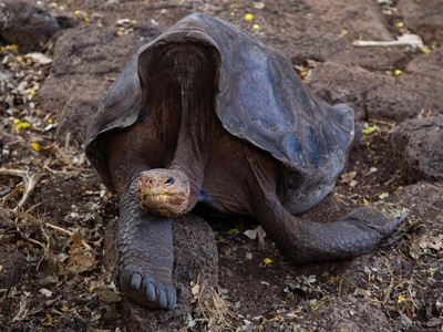 African helmeted turtle