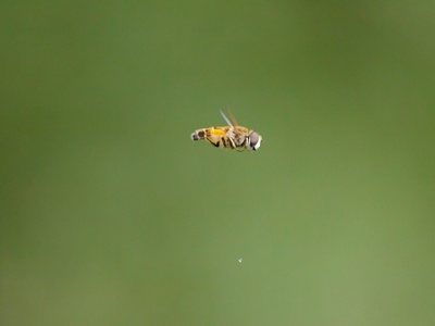 African honeybee (wild)