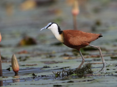African jacana
