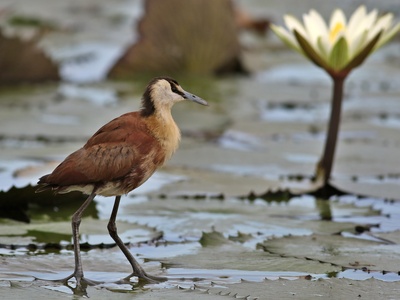 African Jacana