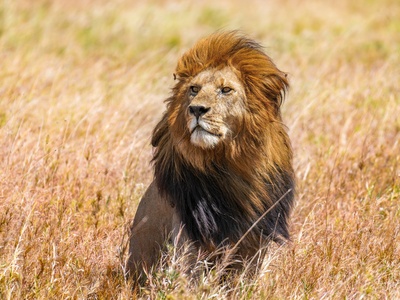 African lion