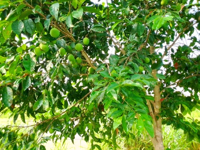 African mango (Bush mango)