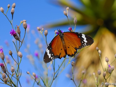 African monarch butterfly
