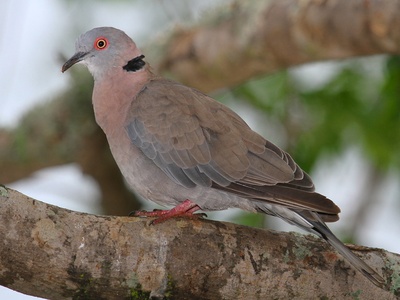 African Mourning Dove