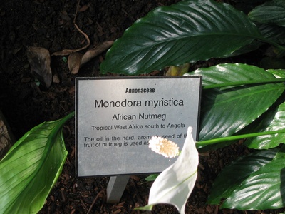 African Nutmeg