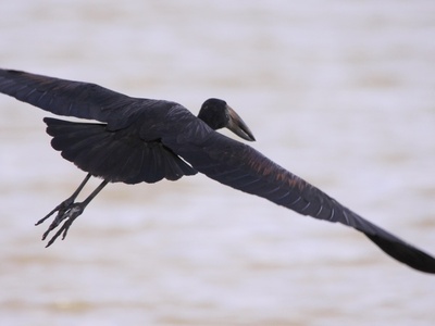 African openbill