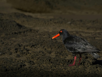 African Oystercatcher